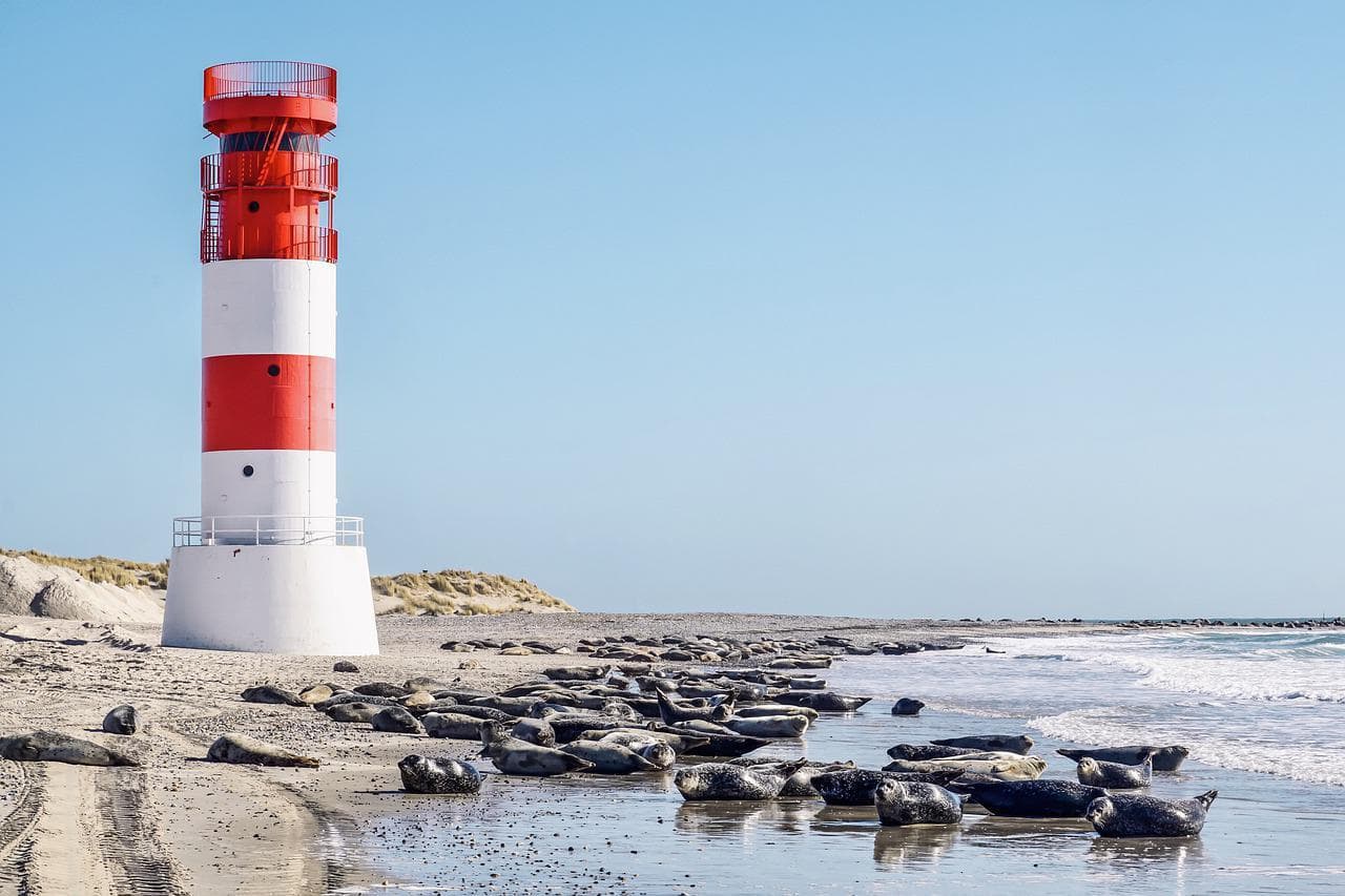 Helgoland: Maják s tuleni na pláži. Německý ostrov, přírodní krásy.