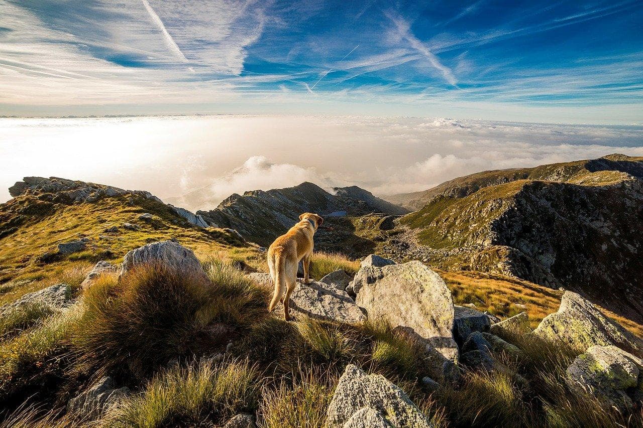 Pes na výletě v horách. Cestování se psem, turistika v přírodě, krásný výhled.