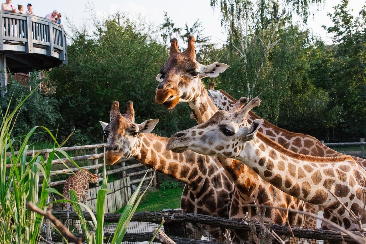 Žirafy v ZOO. Zvířata v zoologické zahradě v Evropě. Turisté pozorují žirafy z vyhlídky.