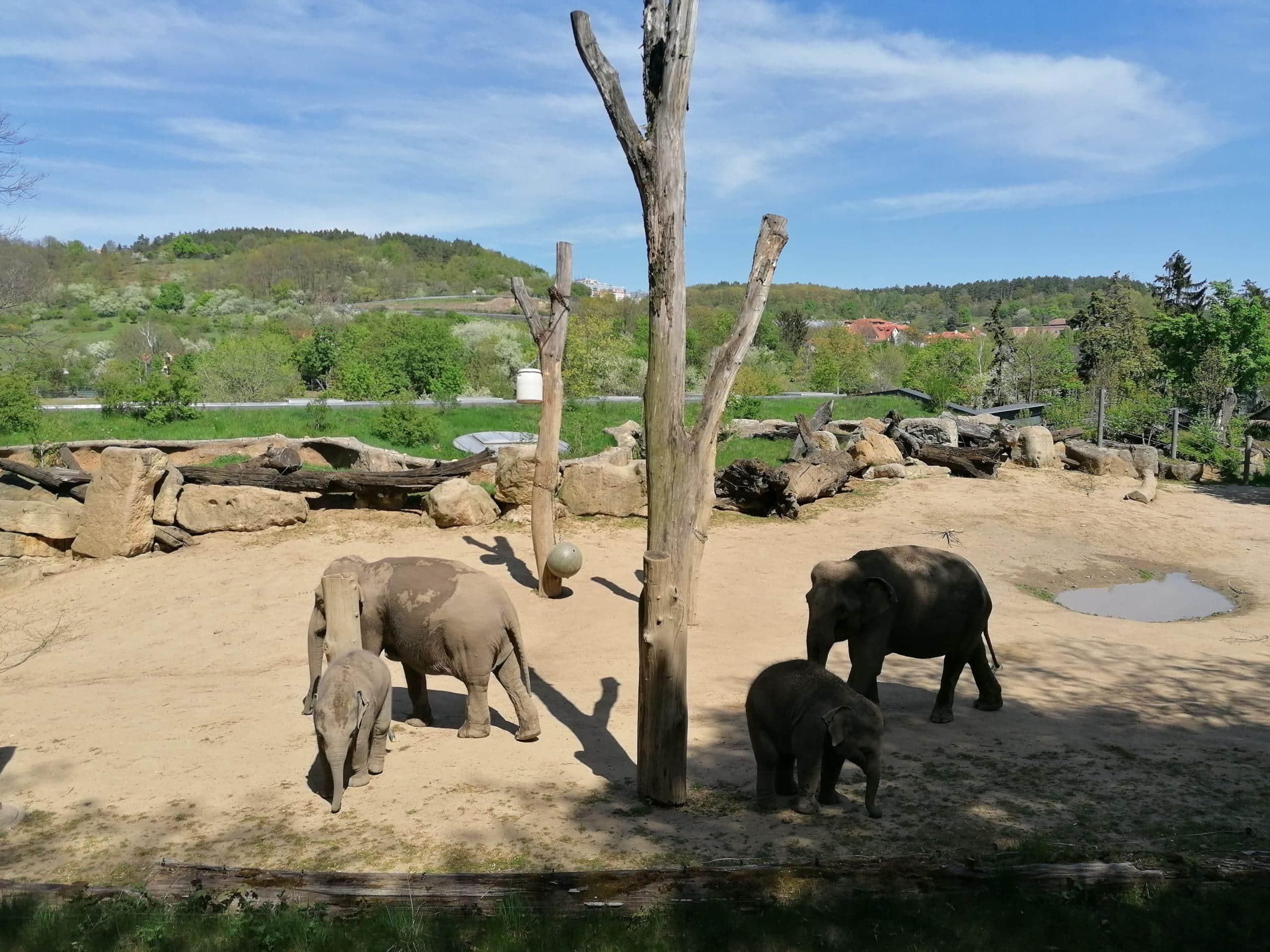 Sloni indičtí v ZOO Praha Trója. Dospělí sloni a mláďata v písečném výběhu.