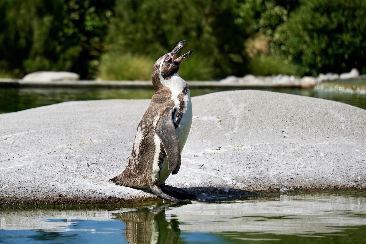 Tučňák Humboldtův v ZOO Basilej. Roztomilý pták s otevřeným zobákem stojí na kameni u vody.
