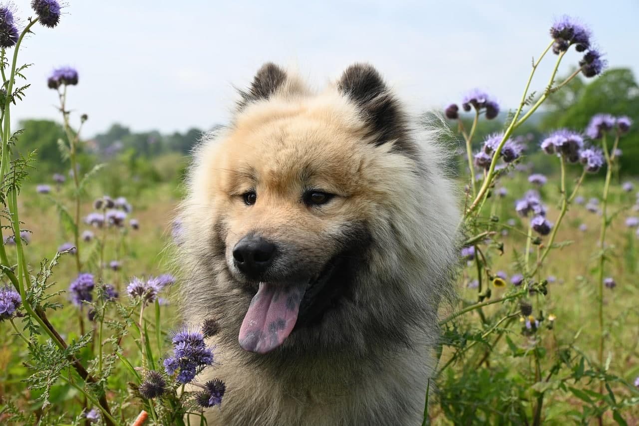 Keeshond na cestách. Pes a BARF strava v přírodě, cestování s mazlíčkem.