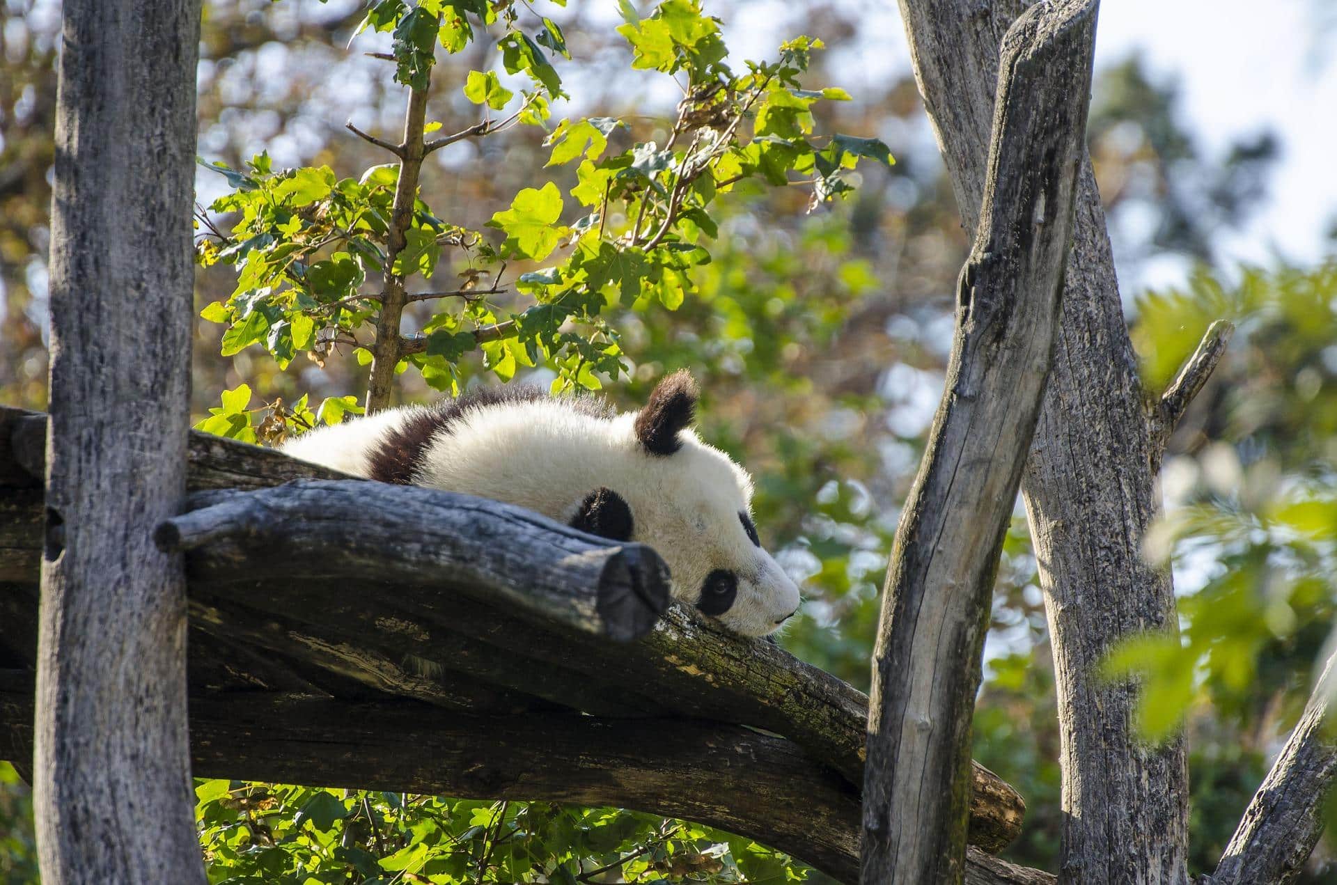 Panda velká spí v Tiergarten Schönbrunn (Vídeňská ZOO). Roztomilé zvíře.