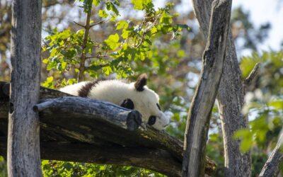 Vídeňská ZOO Tiergarten Schönbrunn láká návštěvníky