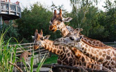  5 tipů na zoologické zahrady v Evropě