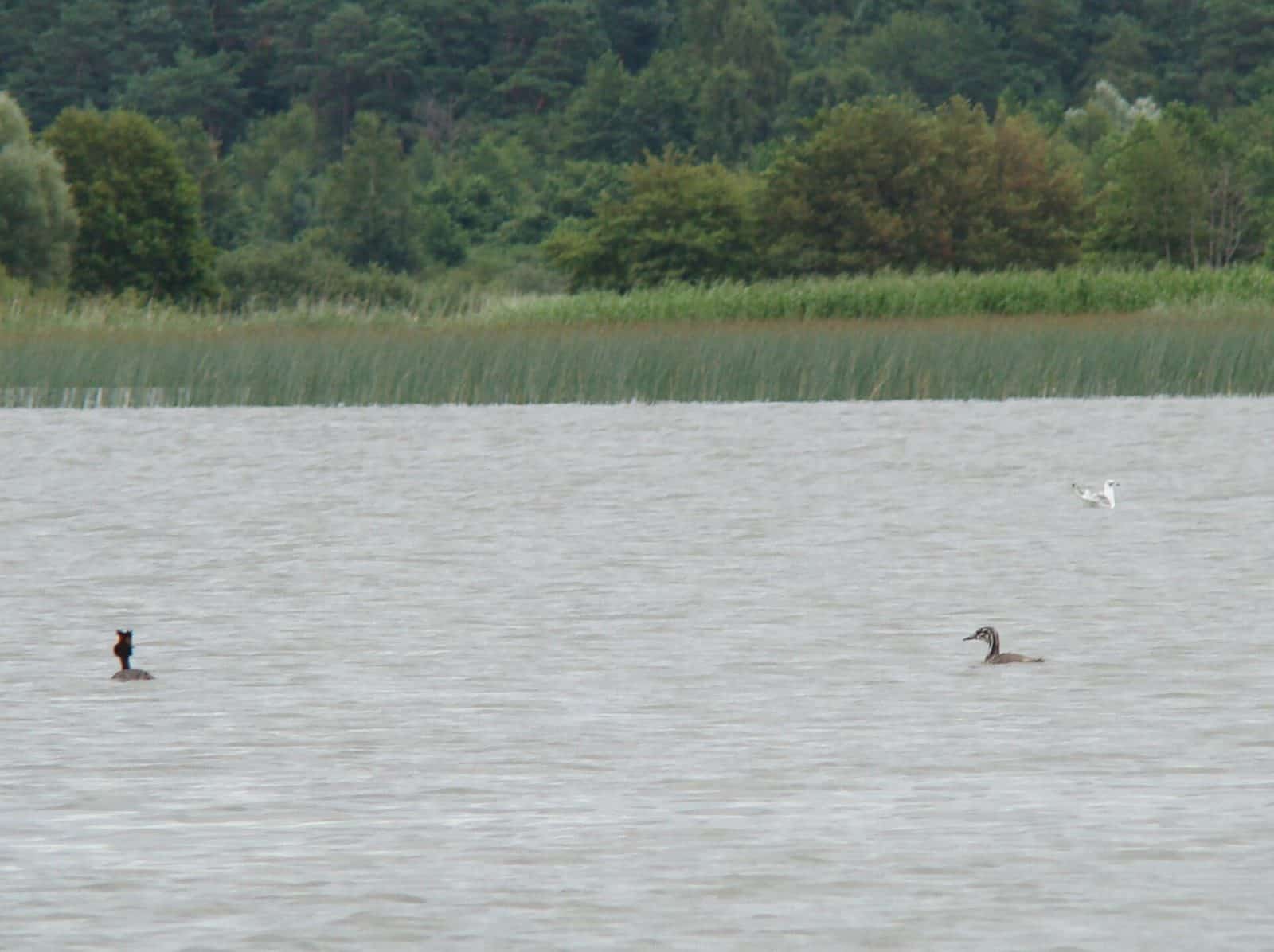 Jezero Łebsko oddělené od moře pásem dun