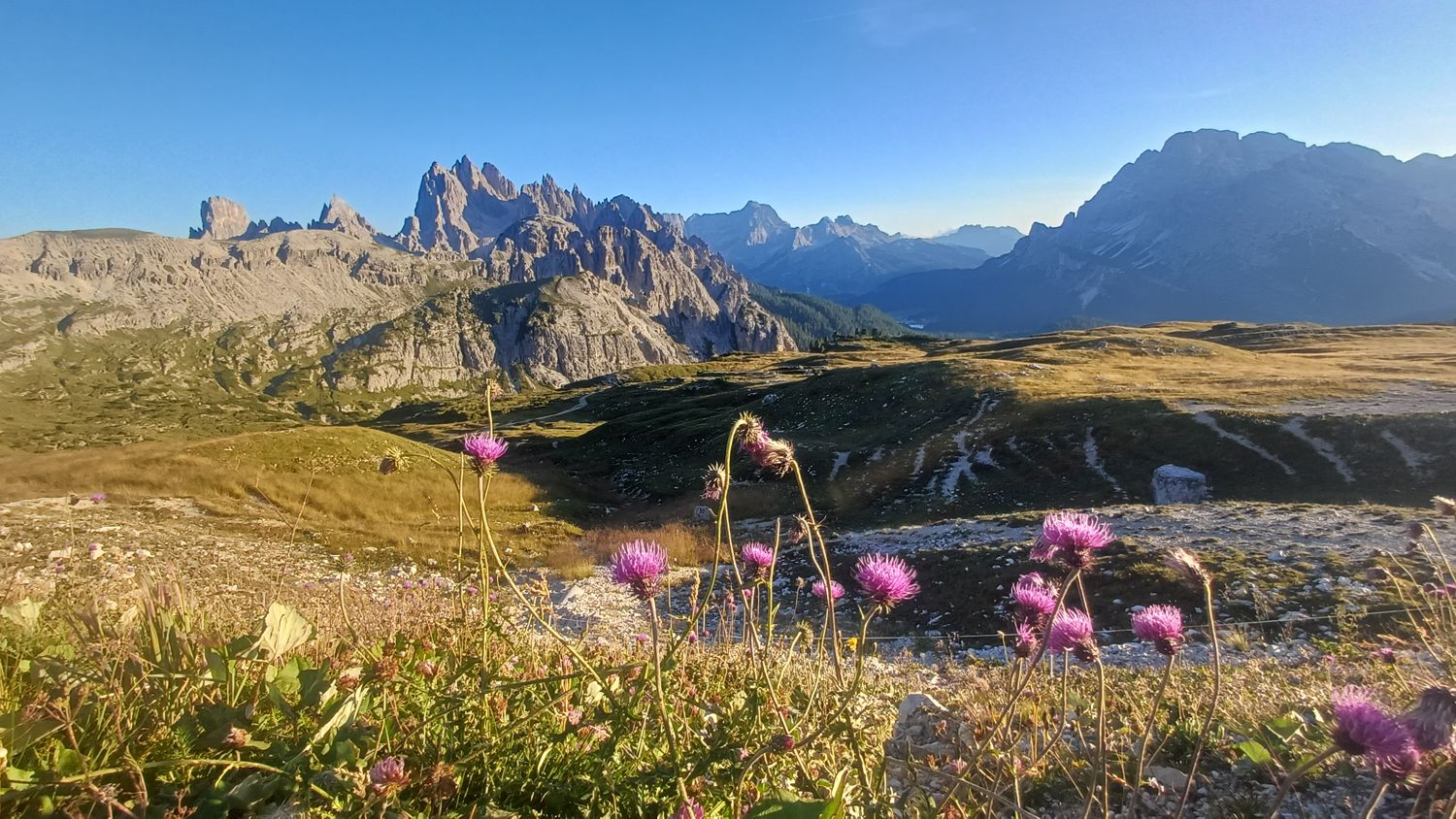 Fialové květy v popředí a dolomitské štíty v podvečerním slunci