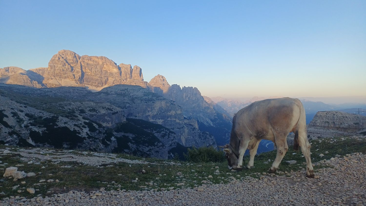 Kráva na štěrkové cestě u parkoviště, v pozadí štíty v červánkách