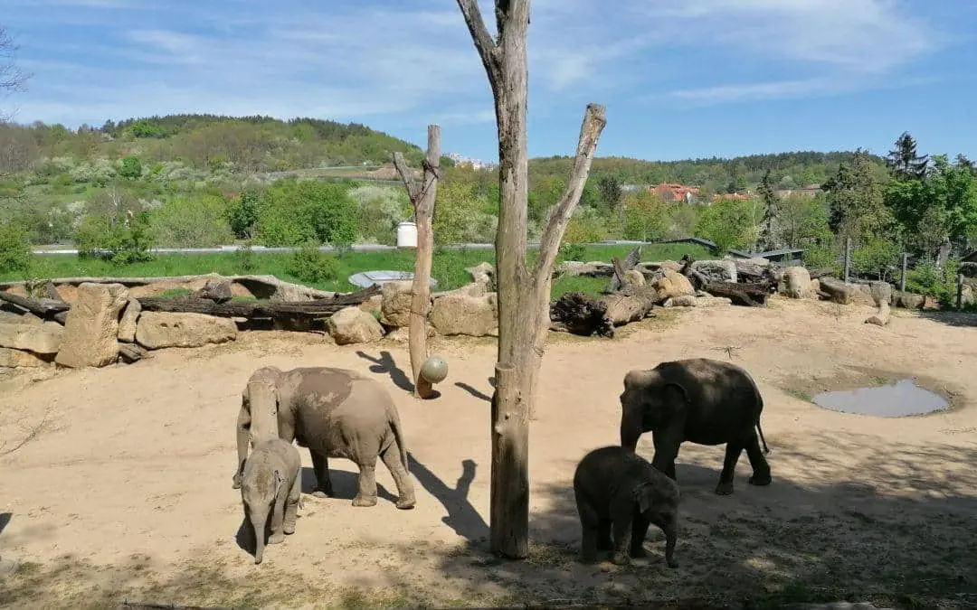 ZOO Praha Trója – pátá největší v Evropě